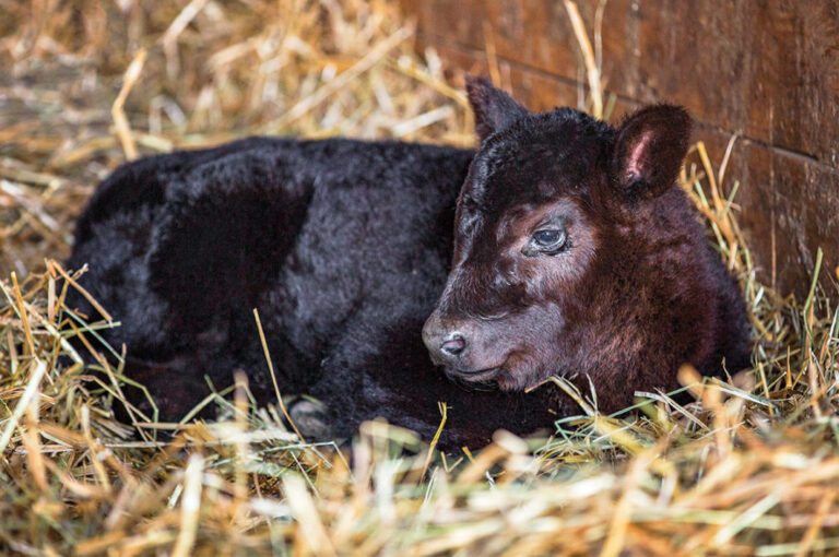 5 pasos para favorecer el crecimiento y el rendimiento de las crías cruza carne x leche.