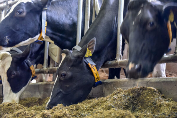 Mejora la producción de leche con la alimentación de tu hato